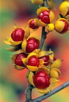 Celastrus gemmata - Autumn fruits