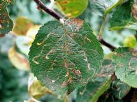 Lyoneta clerkella - Apple leaf miner damage