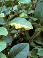 Symptoms of Myzus ligustri - Privet aphid infestation