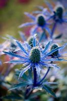 Eryngium bourgatii 'Picos Blue' - Pettifers Garden, Oxfordshire