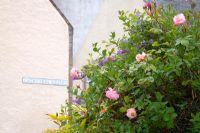 Rosa 'Handel' - Cathedral Square