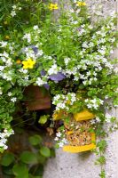 Wallmounted shelter for ladybirds and bees overgrown with Bacopa - Cathedral Square
