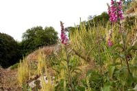 Digitalis in dry garden - Kilruddery Garden in County Wicklow