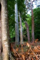 Mature trees in woodland - Kilruddery Garden, County Wicklow