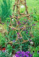 Decorative wigwam for sweet peas - This wigwam uses Lathyrus odoratus 'Cupanis Original' which has georgously scented flowers
