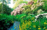 Stream with Primula prolifera spreads along the River Cerne below rhododendrons and  Davidia involucrata. Minterne Gardens, nr Dorchester, Dorset.