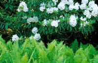 White flowering evergreen Rhododendron over new fronds of Matteuccia struthiopteris -  Minterne Gardens, Dorchester, Dorset