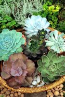 Contrasting selection of Aeonium and Echeveria succulents growing in terracotta pots plunged in a woven basket