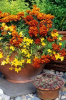 Hot orange and yellow colour scheme in a terracotta pot - Oenothera fruticosa 'African Sun' with Calceolaria 'Kentish Hero', Tagetes and a pot of Sempervivum in foreground