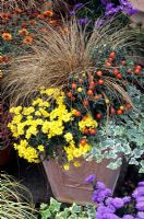 Mixed autumnal container - Carex comans 'Bronze' with Solanum capsicastrum, Hedera helix 'Glacier' and trailing Chrysanthemum multiflora 'Fancy That'