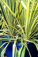 Yucca filamentosa 'Bright Edge' growing in a tall blue glazed pot mulched with blue glass pebbles
