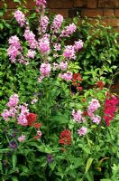 Hesperis matronalis - Sweet Rocket flowering with self sown perennials in early summer