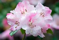 Rhododendron 'Clipinense'