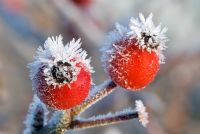 Rosa Canina - Frost covered fruits of Dog Rose