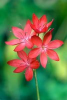 Schizostylis coccinea - Kaffir lily