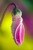 Cyclamen - Partially opened flower bud with water droplets