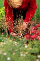 Woman collecting Allium seedheads