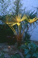 Trachycarpus - Exotic Palm lit from underneath at dusk