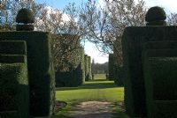 The Ilex avenue at Arley Hall Gardens, Cheshire