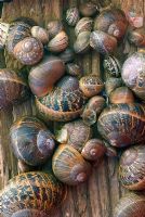 Hibernating garden snails