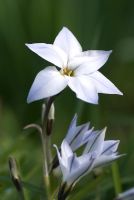 Ipheion uniflorum - Spring Starflower