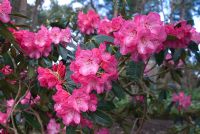Rhododendron 'Gilian'