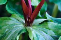 Trillium chloropetalum - Wood Lily