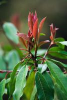 New red leaves on Photinia davidiana in March