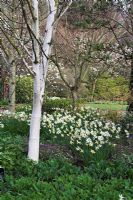 Betula utilis var. jacqumantii 'Silver Shadow' with Narcissus 'Jack Snipe at RHS Gardens Rosemoor 