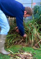 Tidying up a clump of Kniphofias in Autumn by gently pulling out dead leaves from around the base
