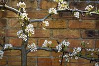 Pyrus communis 'Catillac' - Trained against a brick wall