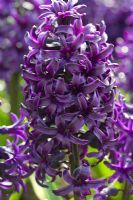 Hyacinthus 'Blue Magic'