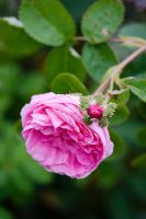 Rosa x centifolia 'Cristata' 