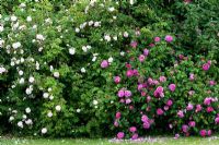 Rosa - Hedge of old fashioned Roses