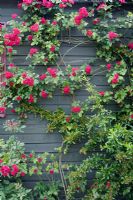 Rosa 'Chevy Chase' on wooden building
