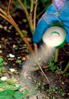 Adding organic slug pellets to ground