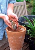 Planting Agapanthus - Putting stones in pot for drainage