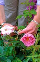 Dead heading a Rose