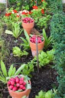 Radishes in terracotta pots standing in the vegetable garden with lettuce and nastursums growing, surrounded by small Buxus hedge, Maja's garden for children, Sofiero Castle, Sweden