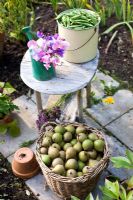 Small wooden table in garden with Sweet Peas in old watering can, Sugar Snap Peas in enamel bucket and Pears in wicker basket, Maja's garden for children, Sofiero Castle, Sweden