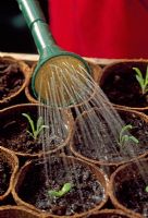 Watering seedlings in biodegradable fibre pots