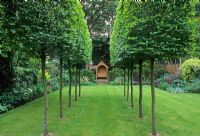 Large urban town garden with pleached Hornbeam trees leading to arbour