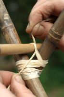 Tying bamboo support canes with natural raffia
