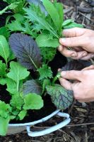 Picking mixed oriental salad leaves from a tin bath used a container garden - Rocket, Pak Choi, Mizuna, Mibuna, Red Mustard and Red Russian Kale