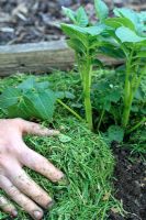 Solanum tuberosum 'Epicure' - Applying grass clippings as a mulch to earthed up organic Potatoes