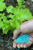 Organic pest control - Applying organic slug pellets containing Ferric Phosphate to young Lettuce plants