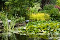 Pond with Nymphaea and wooden jetty - Carex elata 'Aurea' and Gunnera on the bank beyond