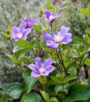 Clematis 'Arabella' as ground cover
