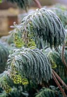 Euphorbia characias covered in frost in garden in Sudbury, Suffolk

