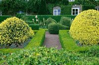 Domes of Buxus sempervirens 'Aureovariegata', clipped Taxus, Hedera, Verbascums and Lilium candidum in the formal garden - Herterton House, nr Cambo, Morpeth, Northumberland